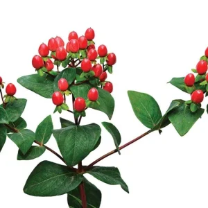 Hypericum Berries Live Plant - Rare Cut Flower Garden Starter - 1
