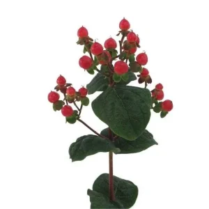 Hypericum Berries Live Plant - Rare Cut Flower Garden Starter - 1