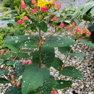 Hypericum Berries Live Plant - Rare Cut Flower Garden Starter - 1