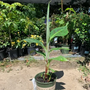 Ice Cream Banana Live Plant - Blue Java Banana Tree - 2ft Tall - 3 Gallon Pot - Image 1
