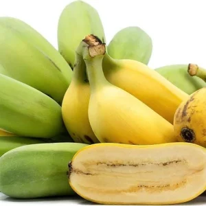 Ice Cream Banana Plant - Live Plant - Vanilla-Cream Flavor - 4 inch pot - Outdoor - Image 4