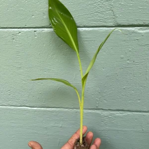 Ice Cream Banana Plant - Live Plant - Vanilla-Cream Flavor - 4 inch pot - Outdoor - Image 5