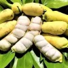 Ice Cream Bean Live Plant (Inga edulis) 3 Gallon Pot - Exotic Fruit Tree - Image 1