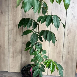 Ice Cream Bean Live Plant (Inga edulis) 3 Gallon Pot - Exotic Fruit Tree - Image 6