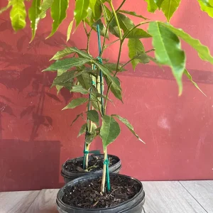 Ice Cream Bean Live Plant, Inga edulis Tropical Fruit Tree, 6 inch Pot - Image 2