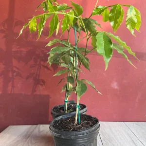 Ice Cream Bean Live Plant, Inga edulis Tropical Fruit Tree, 6 inch Pot - Image 3