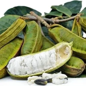 Ice Cream Bean Live Plant, Inga edulis Tropical Fruit Tree, 6 inch Pot - Image 1