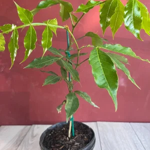 Ice Cream Bean Live Plant, Inga edulis Tropical Fruit Tree, 6 inch Pot - Image 4