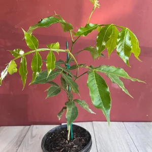 Ice Cream Bean Live Plant, Inga edulis Tropical Fruit Tree, 6 inch Pot - Image 5