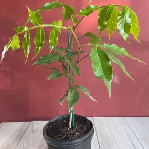 Ice Cream Bean Live Plant, Inga edulis Tropical Fruit Tree, 6 inch Pot - Image 7