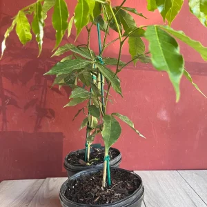 Ice Cream Bean Live Plant, Inga edulis Tropical Fruit Tree, 6 inch Pot - Image 9