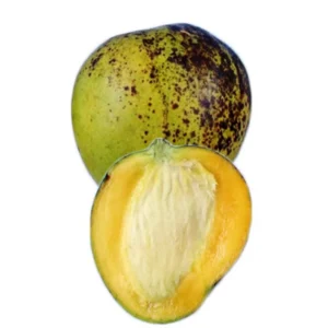 Ice Cream Dwarf Mango Grafted Tree 2-4 Ft Tall - Live Fruit Plant - Image 1