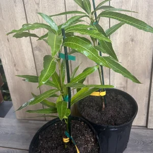 Ice Cream Mango Tree Live Plant - Grafted, 3 Gallon Pot, Sweet Fruit - Image 3