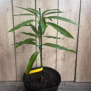 Ice Cream Mango Tree Live Plant - Grafted, 3 Gallon Pot, Sweet Fruit - Image 4