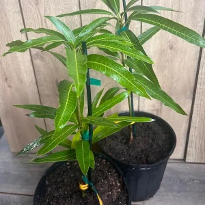 Ice Cream Mango Tree Live Plant - Grafted, 3 Gallon Pot, Sweet Fruit - Image 9