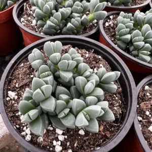 Ice Plant Corpuscularia Lehmannii - Rare Succulent Live Plant - 2 inch or 4 inch pot - Image 2