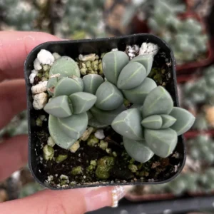Ice Plant Corpuscularia Lehmannii - Rare Succulent Live Plant - 2 inch or 4 inch pot - Image 3
