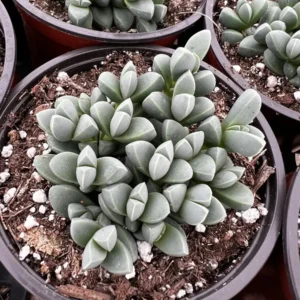 Ice Plant Corpuscularia Lehmannii - Rare Succulent Live Plant - 2 inch or 4 inch pot - Image 1