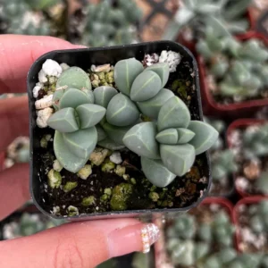 Ice Plant Corpuscularia Lehmannii - Rare Succulent Live Plant - 2 inch or 4 inch pot - Image 4