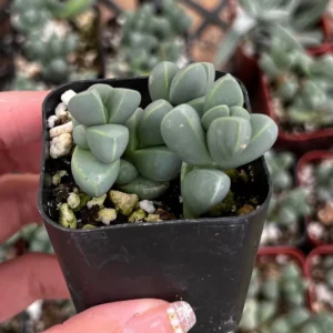 Ice Plant Corpuscularia Lehmannii - Rare Succulent Live Plant - 2 inch or 4 inch pot - Image 5