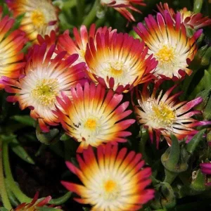 Ice Plant Live Plug - Hardy Delosperma Cooperi Ground Cover Succulent - Image 1