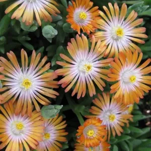 Ice Plant Live Plug - Hardy Delosperma Cooperi Ground Cover Succulent - Image 4