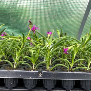 Ice Plant Live Plug - Hardy Delosperma Cooperi Ground Cover Succulent - Image 8