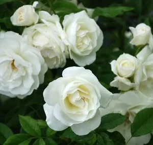 Iceberg Floribunda Rose Live Plant - White Flowers - 6