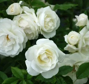 Iceberg Rose Live Plant - White Floribunda - 1 Foot Tall - Ships in 6 Inch Pot - Image 2
