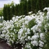 Iceberg Rose Live Plant - White Floribunda - 1 Foot Tall - Ships in 6 Inch Pot - Image 1