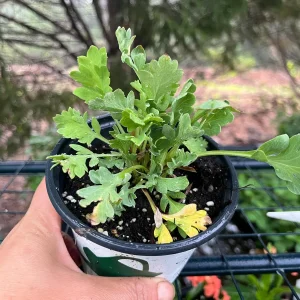 Iceland Poppy Champagne Bubbles Live Plant 4