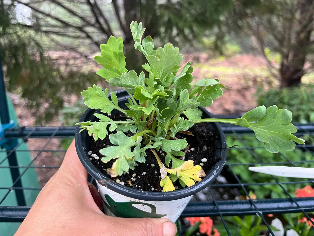 Iceland Poppy Champagne Bubbles Live Plant 4" Pot - Cut Flower Perennial - Image 5