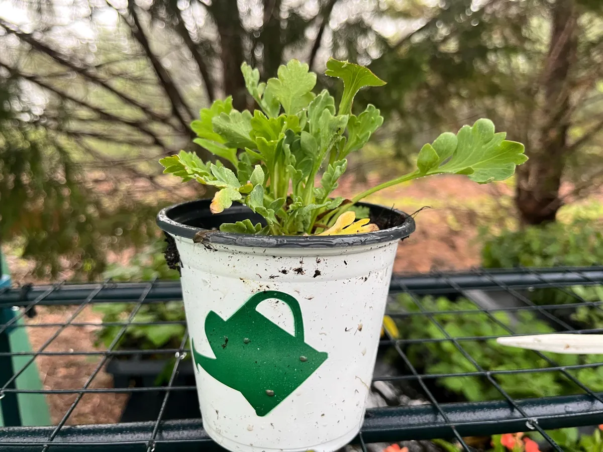 Iceland Poppy Champagne Bubbles Live Plant 4" Pot - Cut Flower Perennial - Image 6