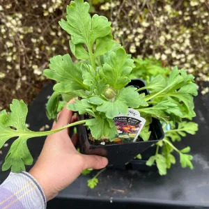 Iceland Poppy Champagne Bubbles Live Plant 4