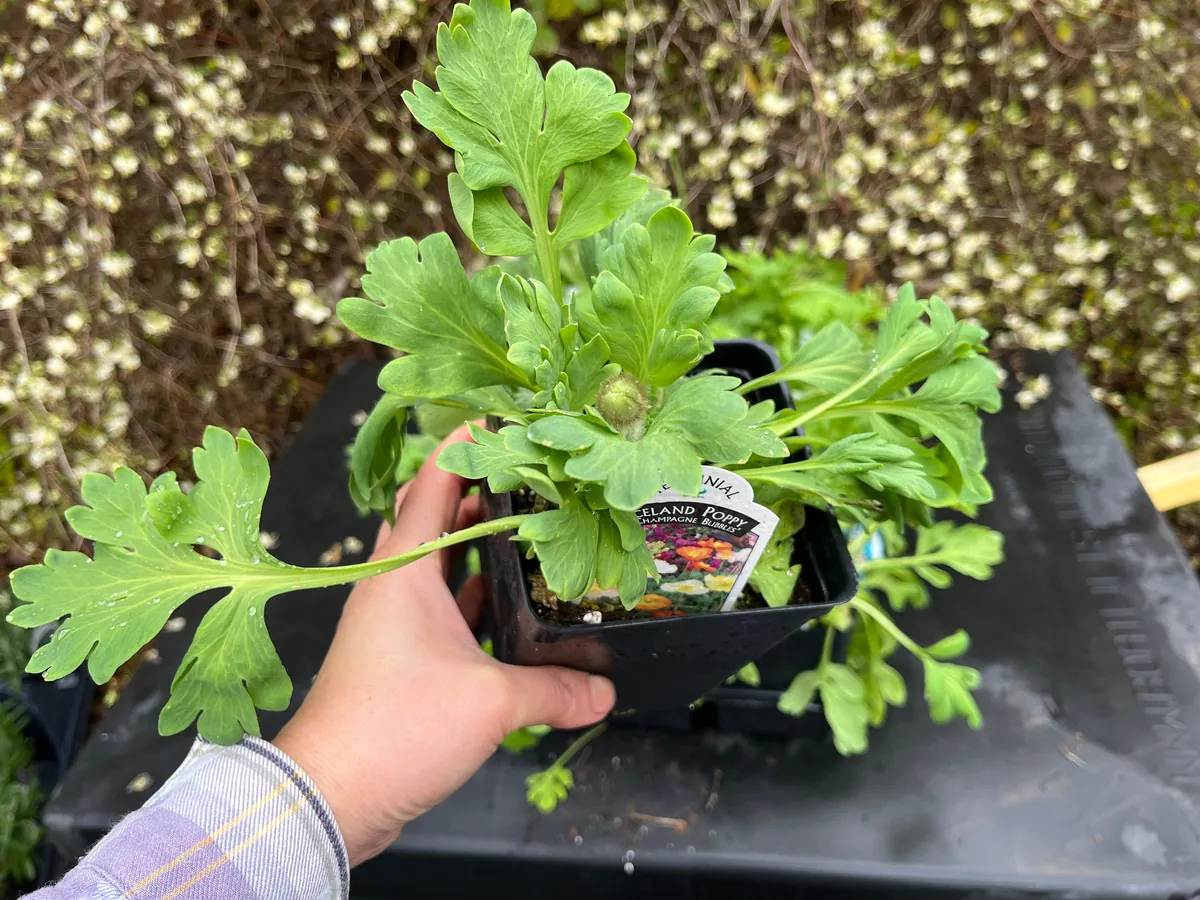 Iceland Poppy Champagne Bubbles Live Plant 4" Pot - Cut Flower Perennial - Image 7