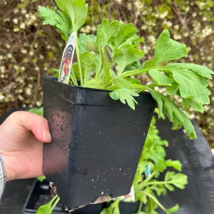 Iceland Poppy Champagne Bubbles Live Plant 4