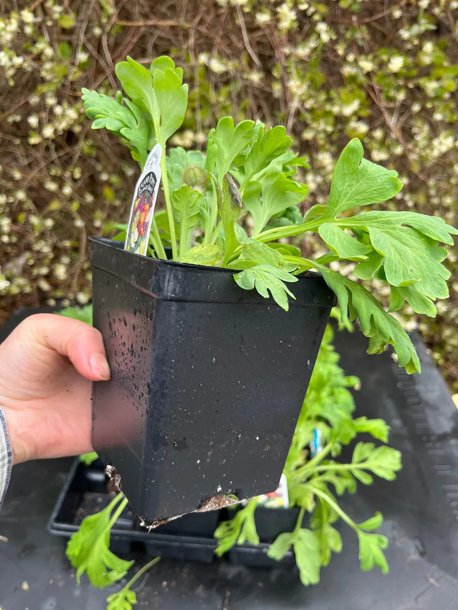 Iceland Poppy Champagne Bubbles Live Plant 4" Pot - Cut Flower Perennial - Image 8