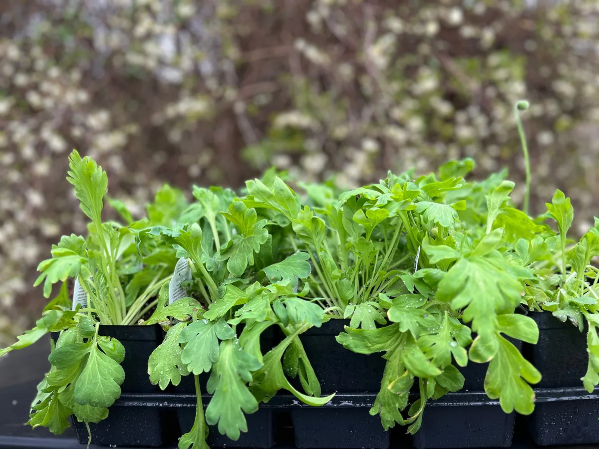 Iceland Poppy Champagne Bubbles Live Plant 4" Pot - Cut Flower Perennial - Image 9