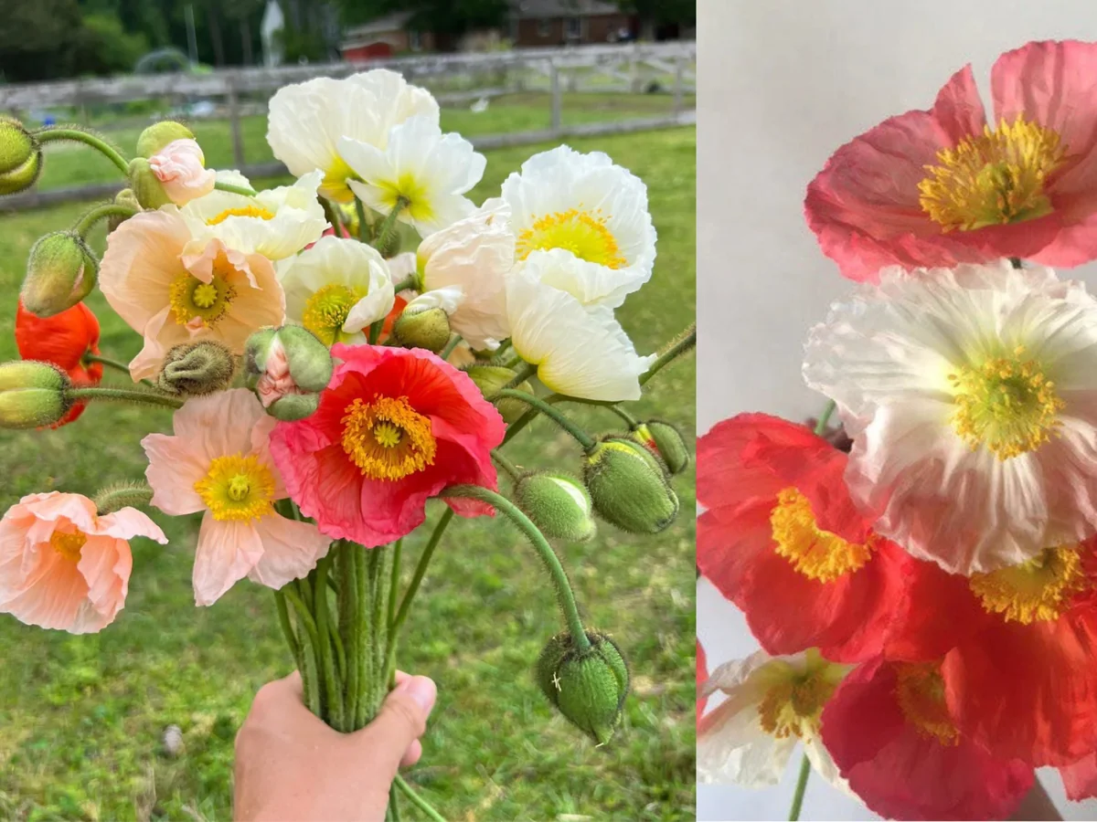 Iceland Poppy Champagne Bubbles Live Plant 4" Pot - Cut Flower Perennial - Image 1