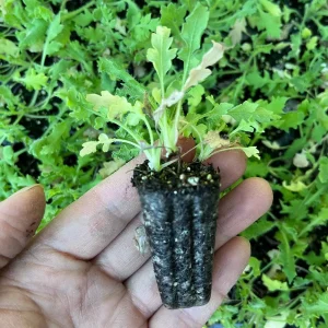 Iceland Poppy Hummingbird Live Plant - Flower Plug Starter - Attracts Hummingbirds - Image 3