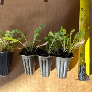 Iceland Poppy Hummingbird Live Plant - Flower Plug Starter - Attracts Hummingbirds - Image 4