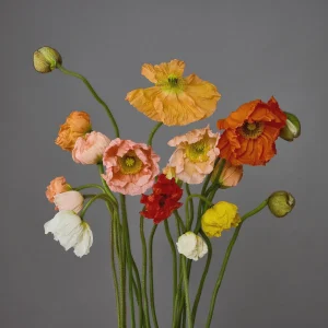 Iceland Poppy Hummingbird Live Plant - Flower Plug Starter - Attracts Hummingbirds - Image 5