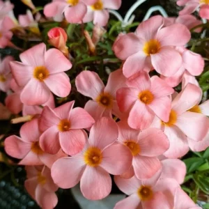 Icing Oxalis Live Plant Starter – 4 Inch Pot – Indoor Houseplant - Image 2