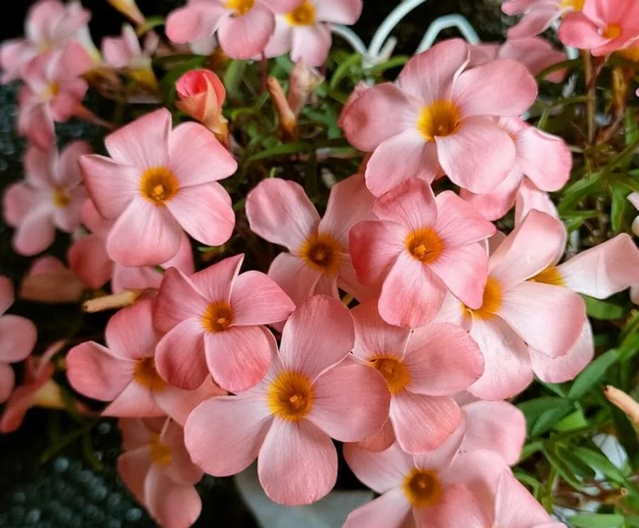 Icing Oxalis Live Plant Starter – 4 Inch Pot – Indoor Houseplant - Image 2