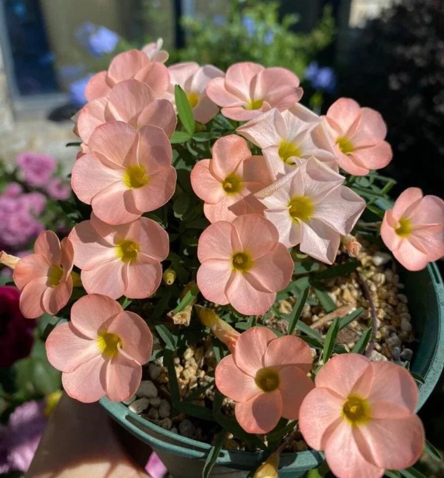 Icing Oxalis Live Plant Starter – 4 Inch Pot – Indoor Houseplant - Image 3