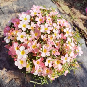 Icing Oxalis Live Plant Starter – 4 Inch Pot – Indoor Houseplant - Image 1