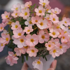 Icing Oxalis Live Plant Starter – 4 Inch Pot – Indoor Houseplant - Image 4