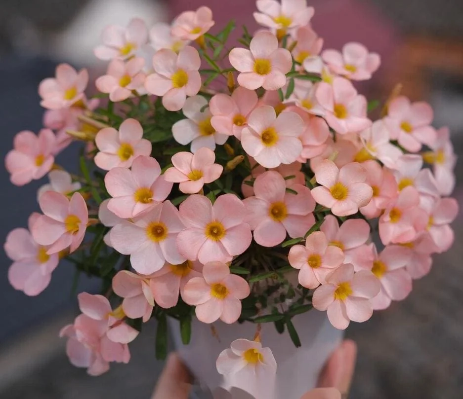 Icing Oxalis Live Plant Starter – 4 Inch Pot – Indoor Houseplant - Image 4