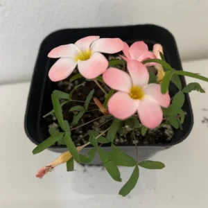 Icing Oxalis Live Plant Starter – 4 Inch Pot – Indoor Houseplant - Image 5