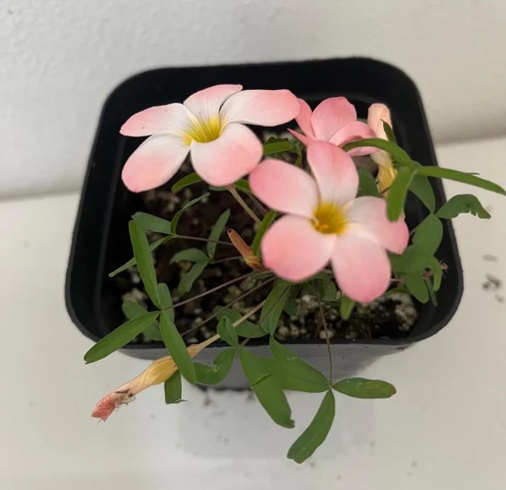 Icing Oxalis Live Plant Starter – 4 Inch Pot – Indoor Houseplant - Image 5